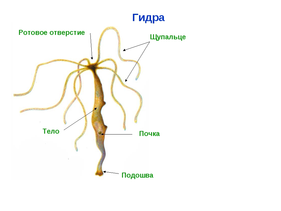 Kraken магазин интернет