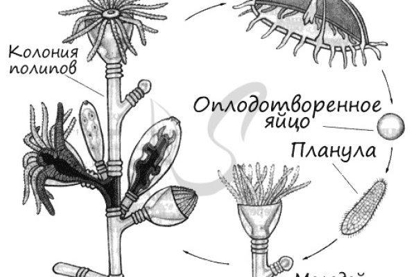 Кракен ссылка официальная
