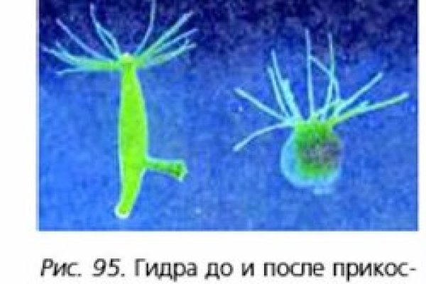Кракен сайт зеркало рабочее на сегодня
