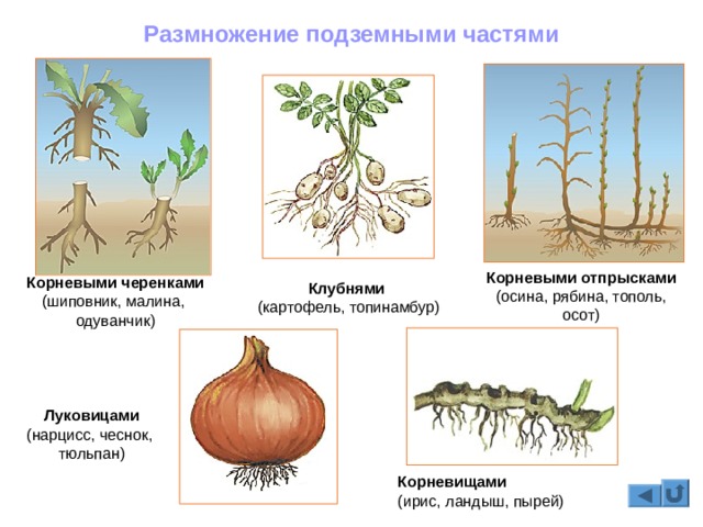 Кракен сегодня сайт зеркало